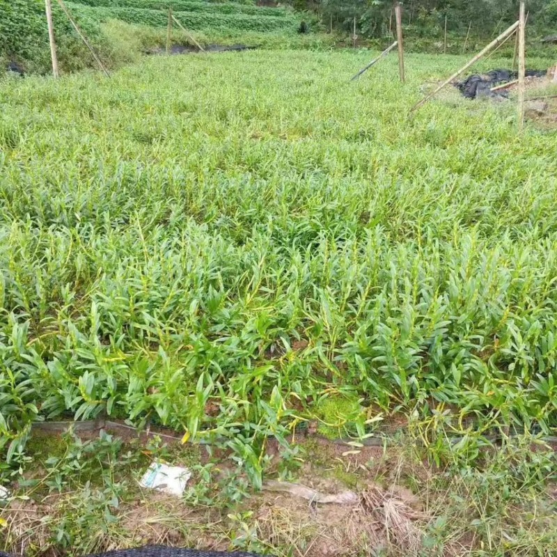 赤水金钗石斛种苗批发