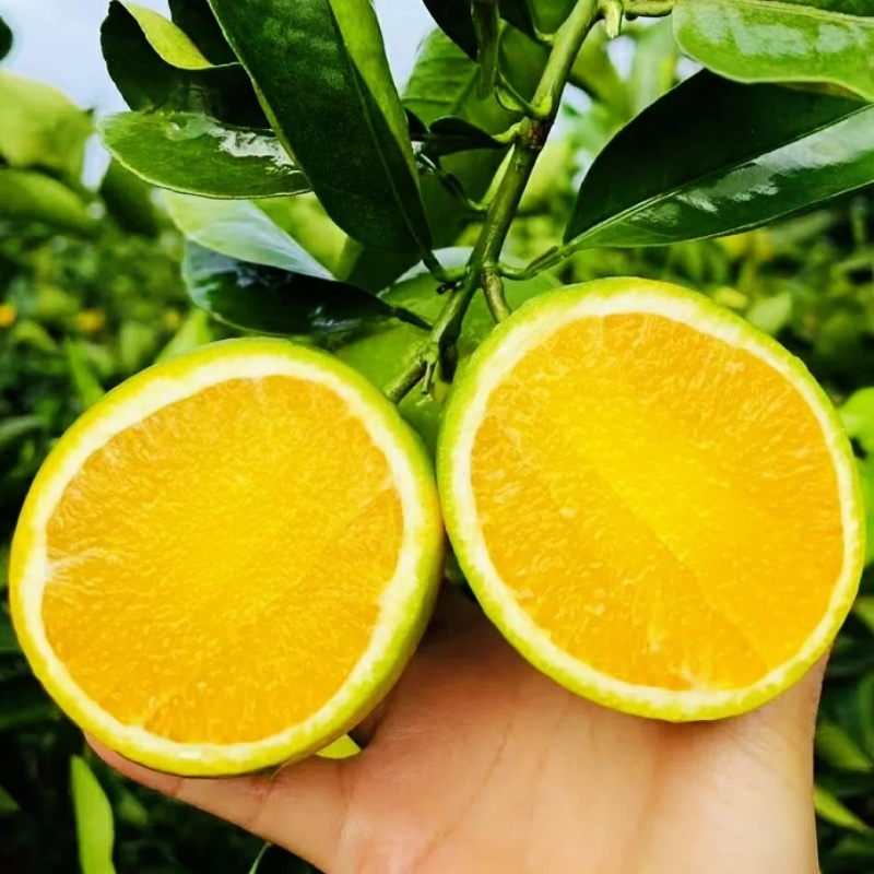 冰糖橙云南冰糖橙皮薄汁多现摘现发欢迎咨询
