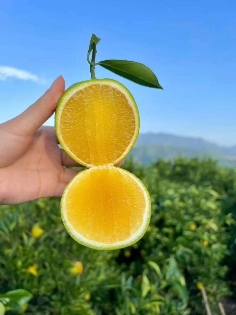 冰糖橙云南冰糖橙皮薄汁多现摘现发欢迎咨询