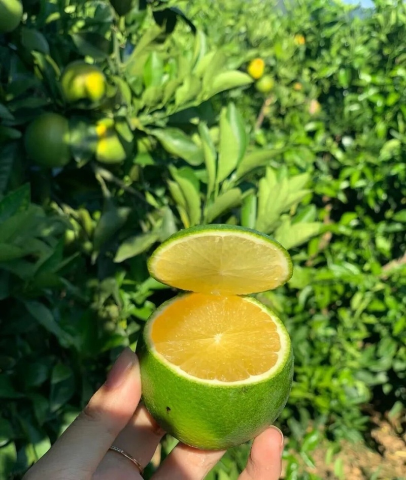 冰糖橙云南冰糖橙皮薄汁多现摘现发欢迎咨询