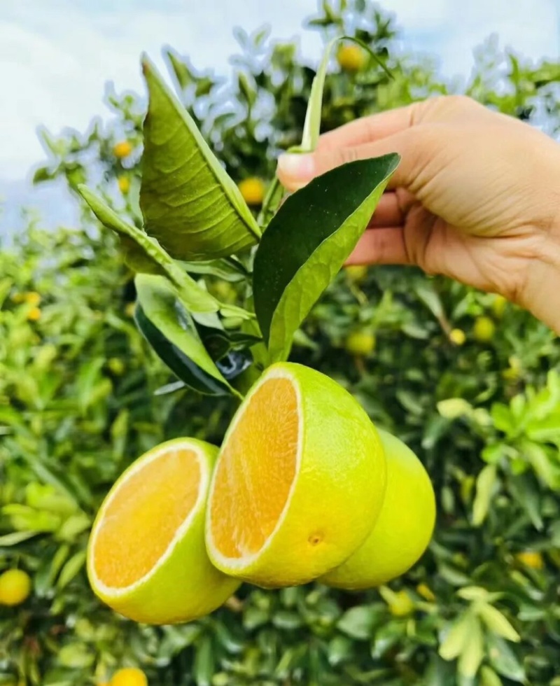 冰糖橙云南冰糖橙皮薄汁多现摘现发欢迎咨询
