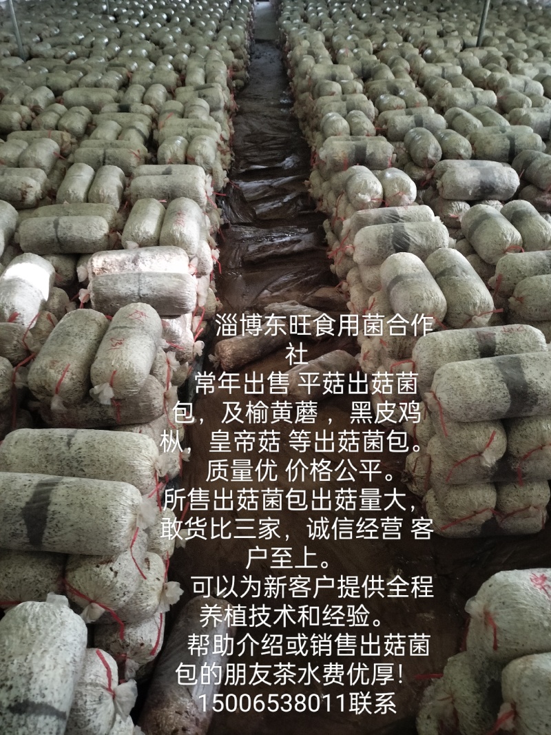 常年生产出售出菇菌包