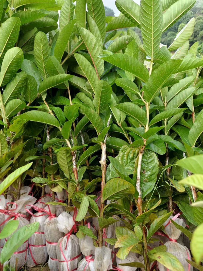 芭乐，珍珠，番石榴苗