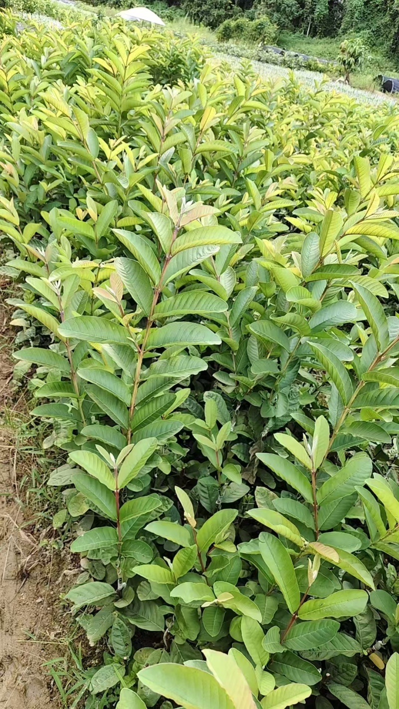 芭乐，珍珠，番石榴苗