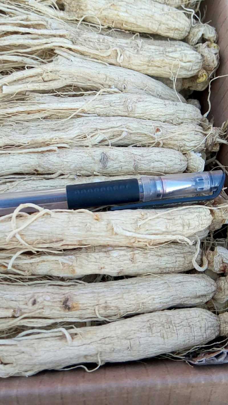 长白山人参各种规普货精品都有
