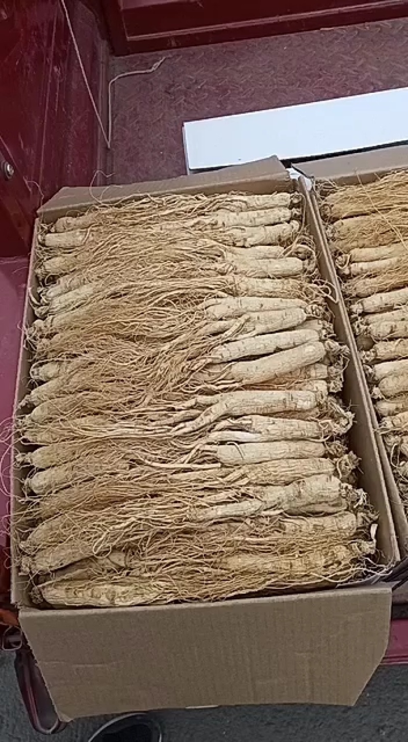 长白山人参各种规普货精品都有