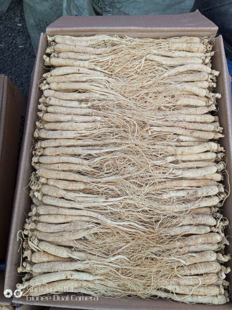 长白山人参各种规普货精品都有
