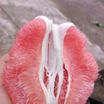 红心柚