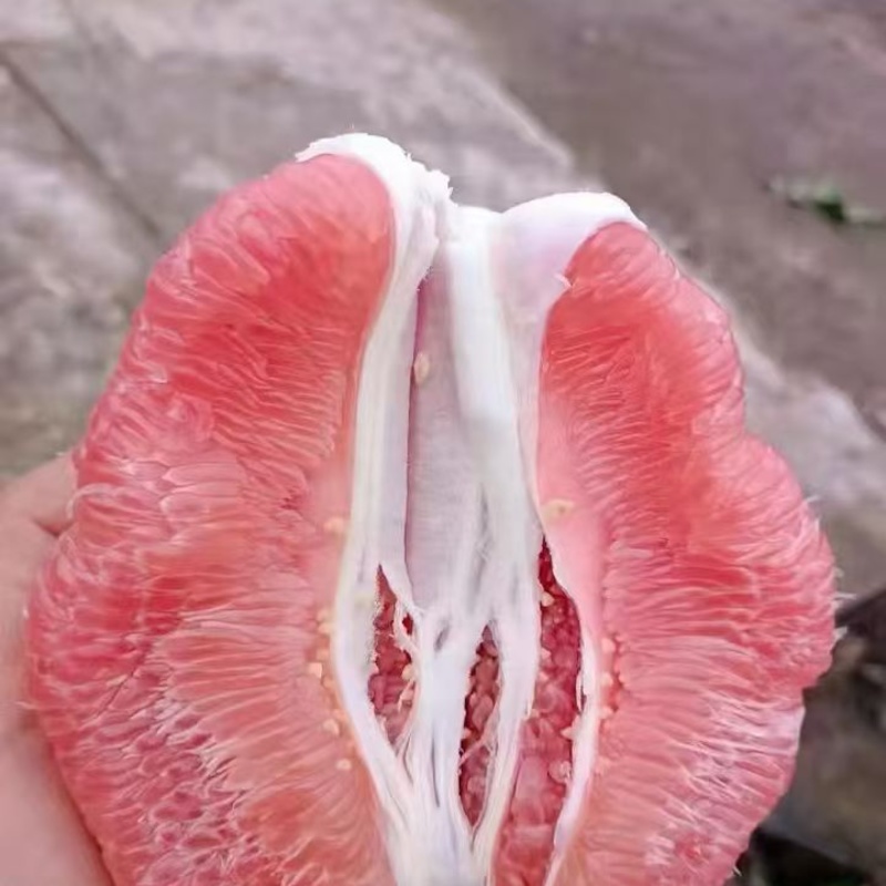 红心柚