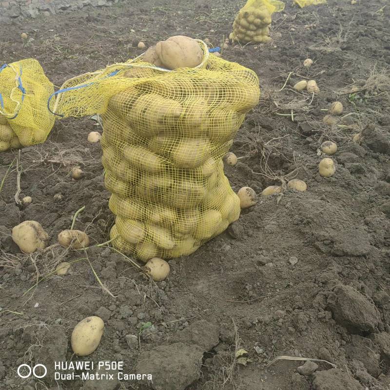 黄心土豆，无任何农药
