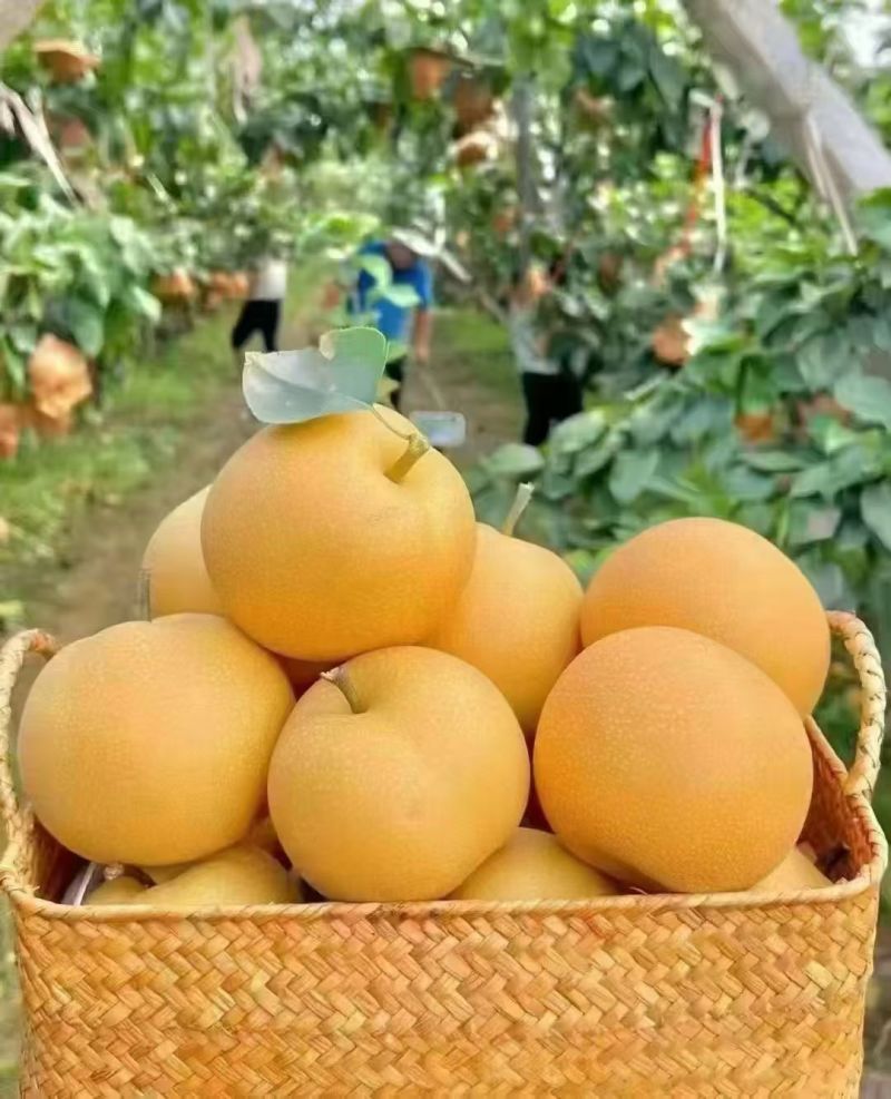 优等品秋月梨（无木栓）