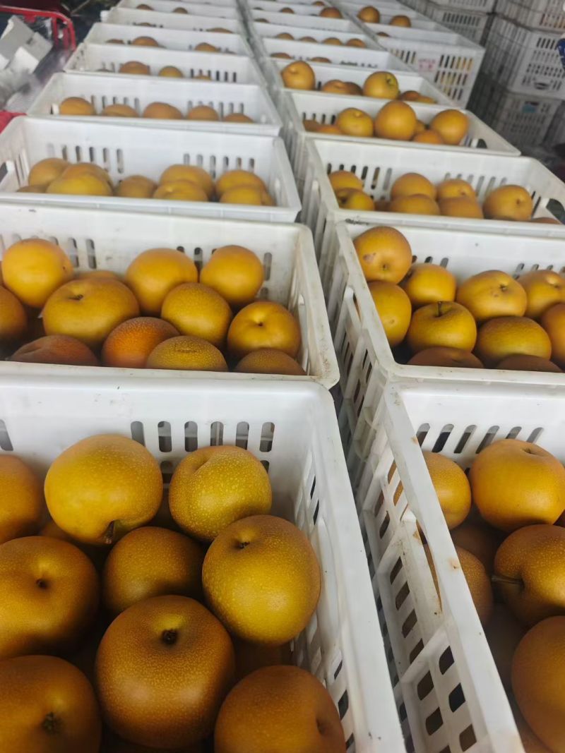 优等品秋月梨（无木栓）