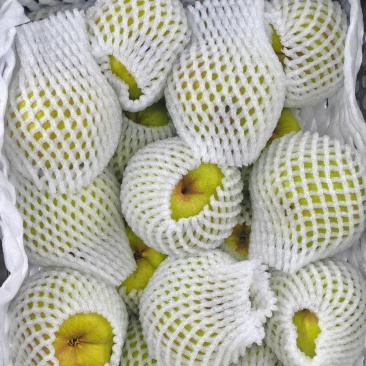 大理宾川蜂糖梨1050斤35框每框30斤净重昆明库存现货