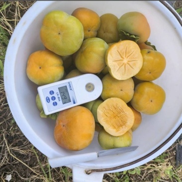 脆柿大量上市精品果电商果脆柿子欢迎订购