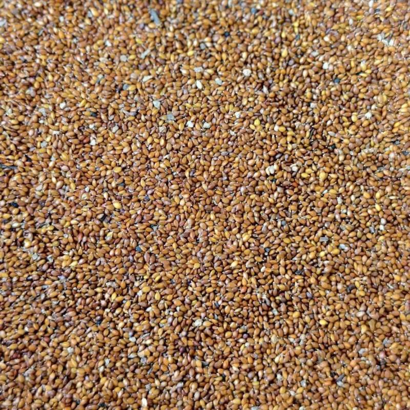 包邮夏枯草种子过风筛，甄选大穗头里籽，出芽率杠杠滴夏枯球