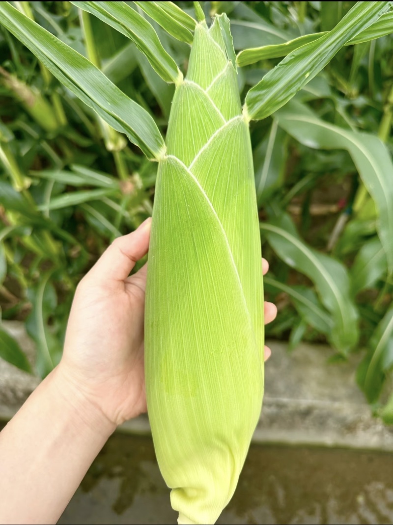 单色甜脆玉米大量上市欢迎老板订购