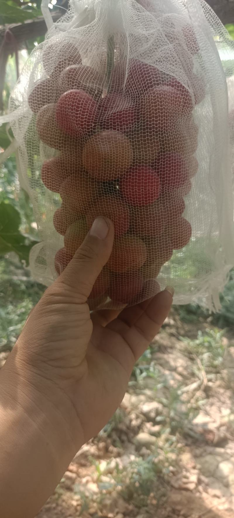 葡王一号