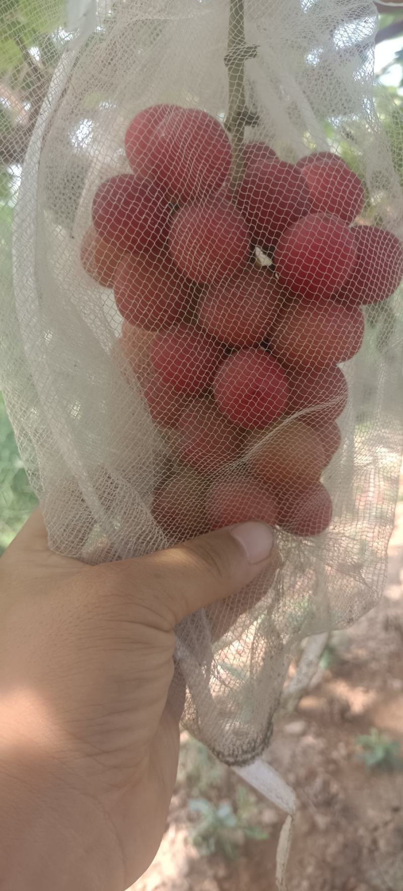 葡王一号
