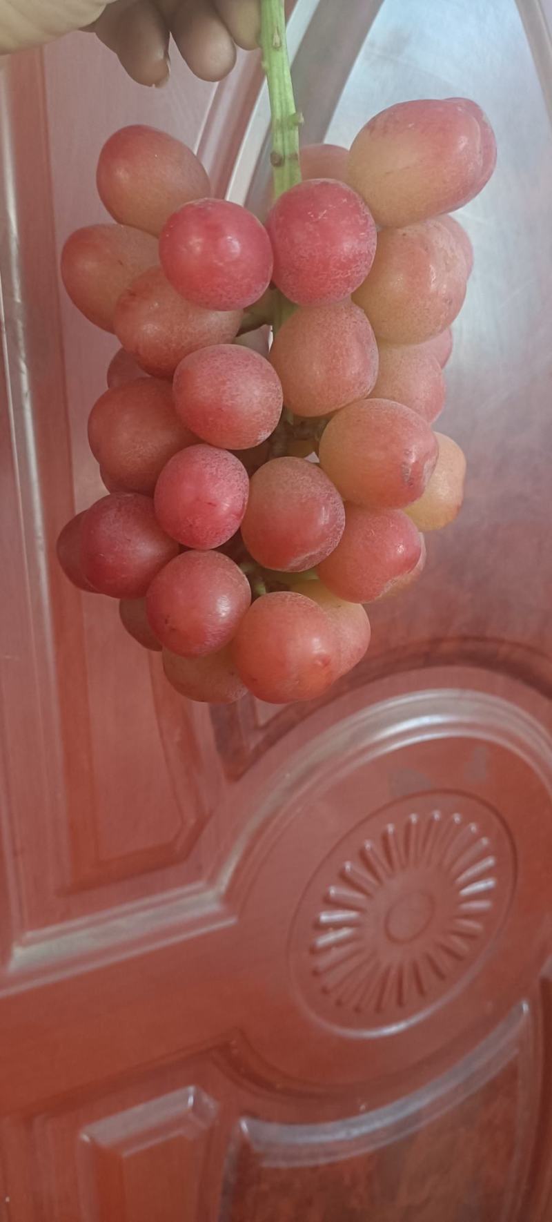 葡王一号