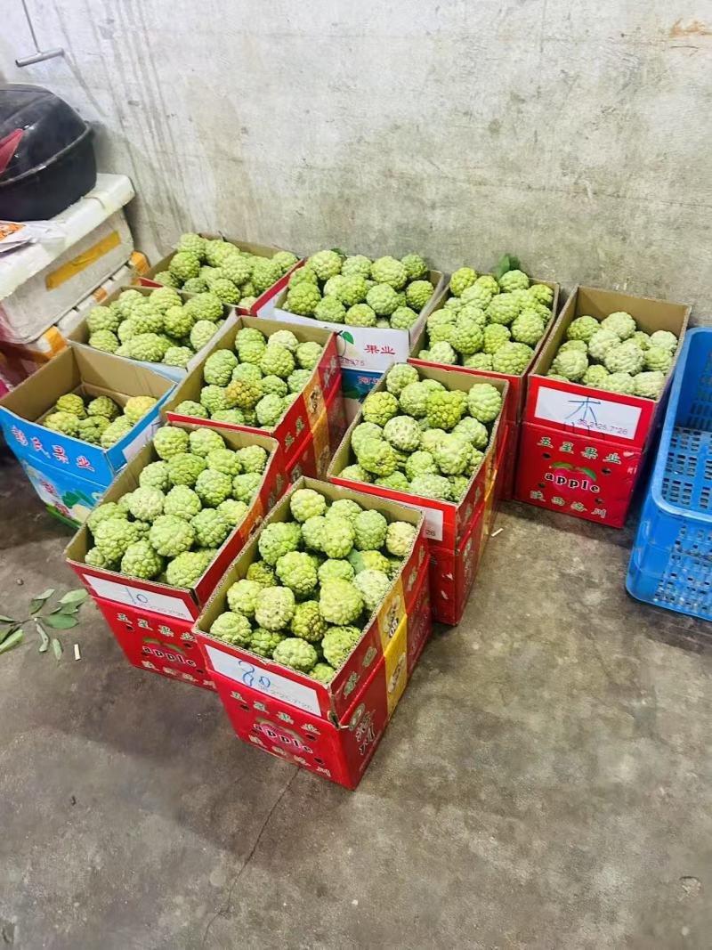 海南番荔枝批发全国发货释迦果凤梨释迦果