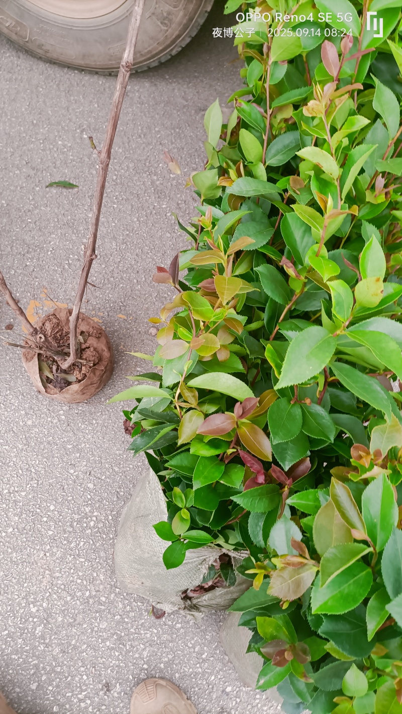 八角苗