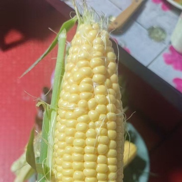 903水果玉米粒大量有货