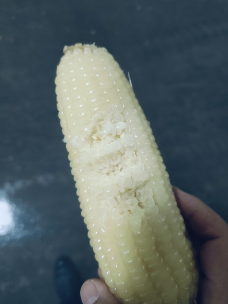 速冻糯玉米全等级出货