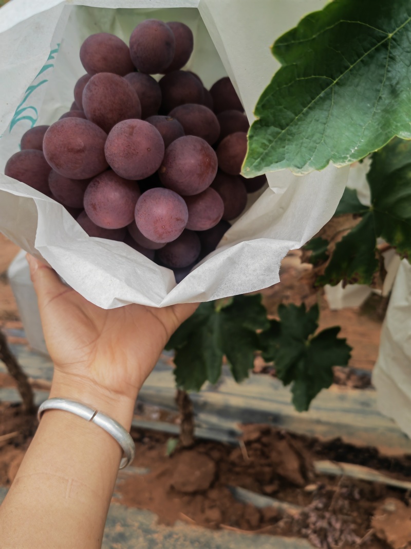 云南红提