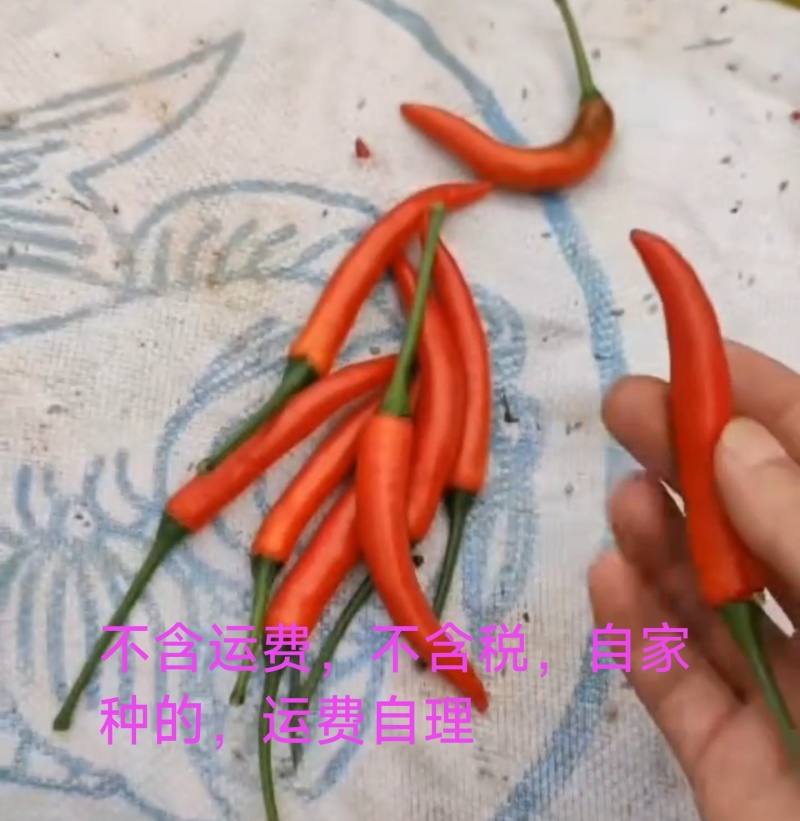 云南农家自种小米椒
