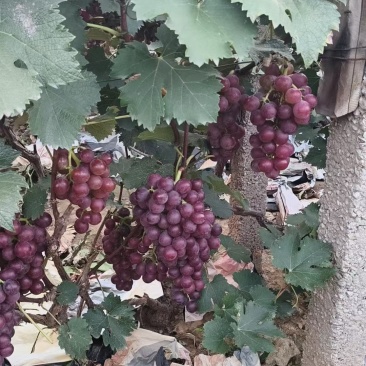 巨峰葡萄