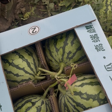 江苏秋瓜大量上市