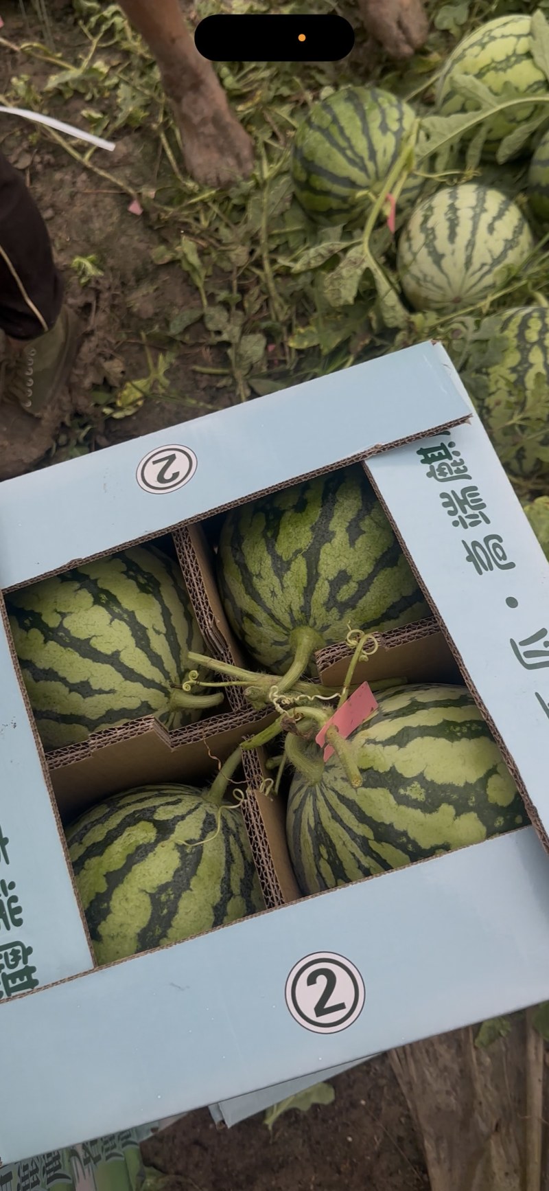 江苏秋瓜大量上市