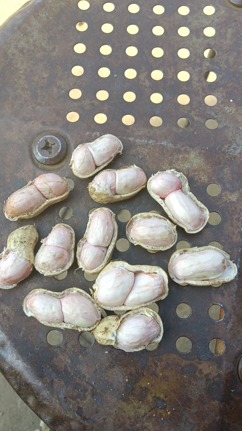 小白沙花生