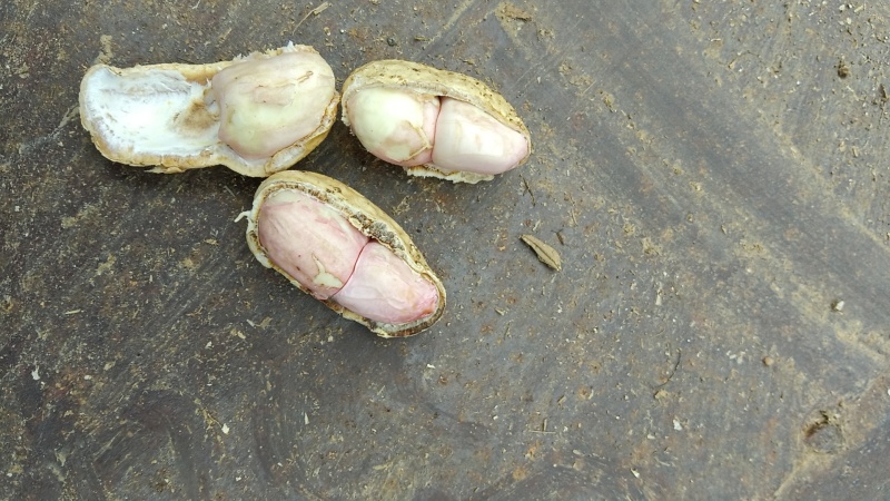 小白沙花生