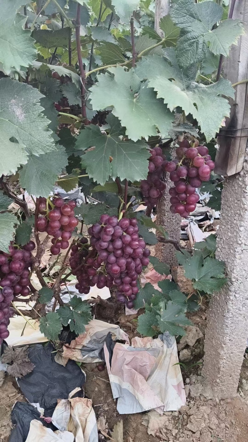 巨峰葡萄