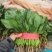 精品菠菜大量上市质量优质支持全国各地发货走食堂电商