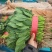 精品菠菜大量上市质量优质支持全国各地发货走食堂电商