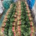 精品菠菜大量上市质量优质支持全国各地发货走食堂电商