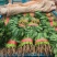 精品菠菜大量上市质量优质支持全国各地发货走食堂电商
