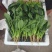 精品菠菜大量上市质量优质支持全国各地发货走食堂电商