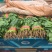 精品菠菜大量上市质量优质支持全国各地发货走食堂电商