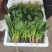 精品菠菜大量上市质量优质支持全国各地发货走食堂电商
