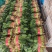 精品菠菜大量上市质量优质支持全国各地发货走食堂电商