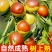 沾化冬枣一件代发，多多淘宝京东快手抖音视频号，货源稳定
