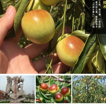 沾化冬枣一件代发，多多淘宝京东快手抖音视频号，货源稳定