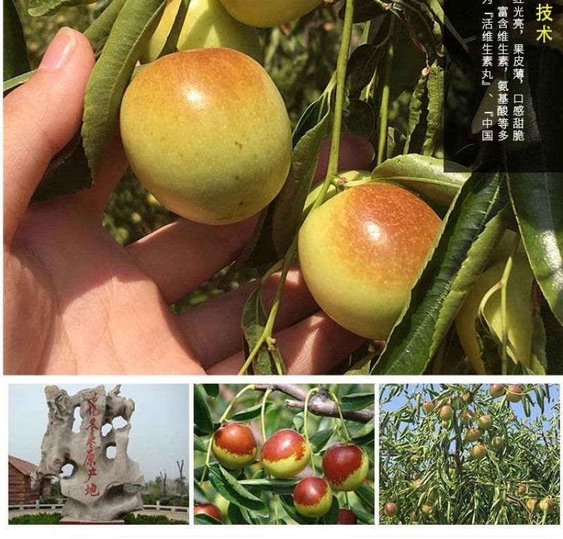 沾化冬枣一件代发，多多淘宝京东快手抖音视频号，货源稳定