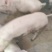 供应二元母猪本地白毛母猪育肥猪怀化洪江有意向沟通价格