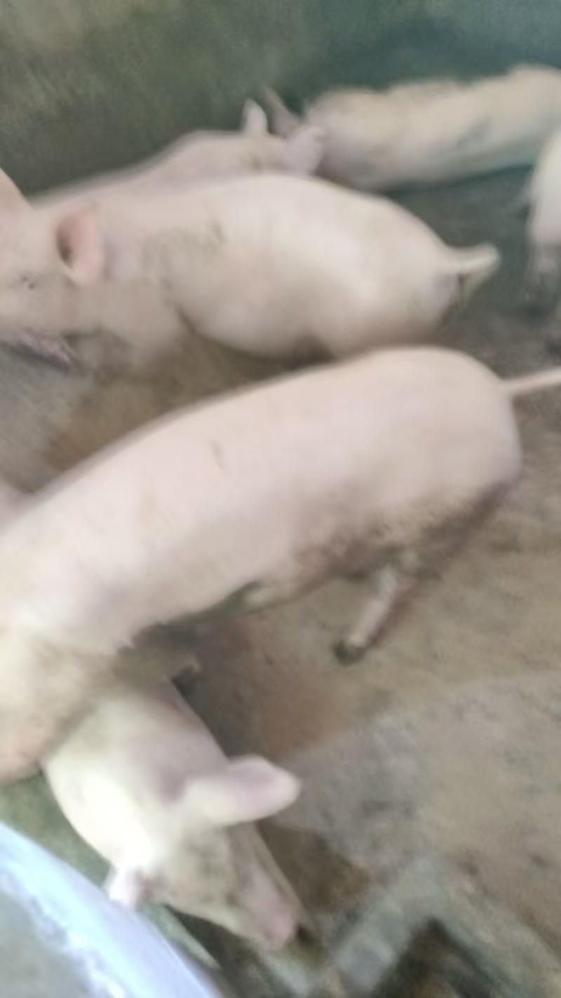 供应二元母猪本地白毛母猪育肥猪怀化洪江有意向沟通价格