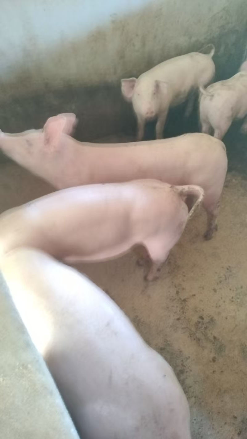 供应二元母猪本地白毛母猪育肥猪怀化洪江有意向沟通价格