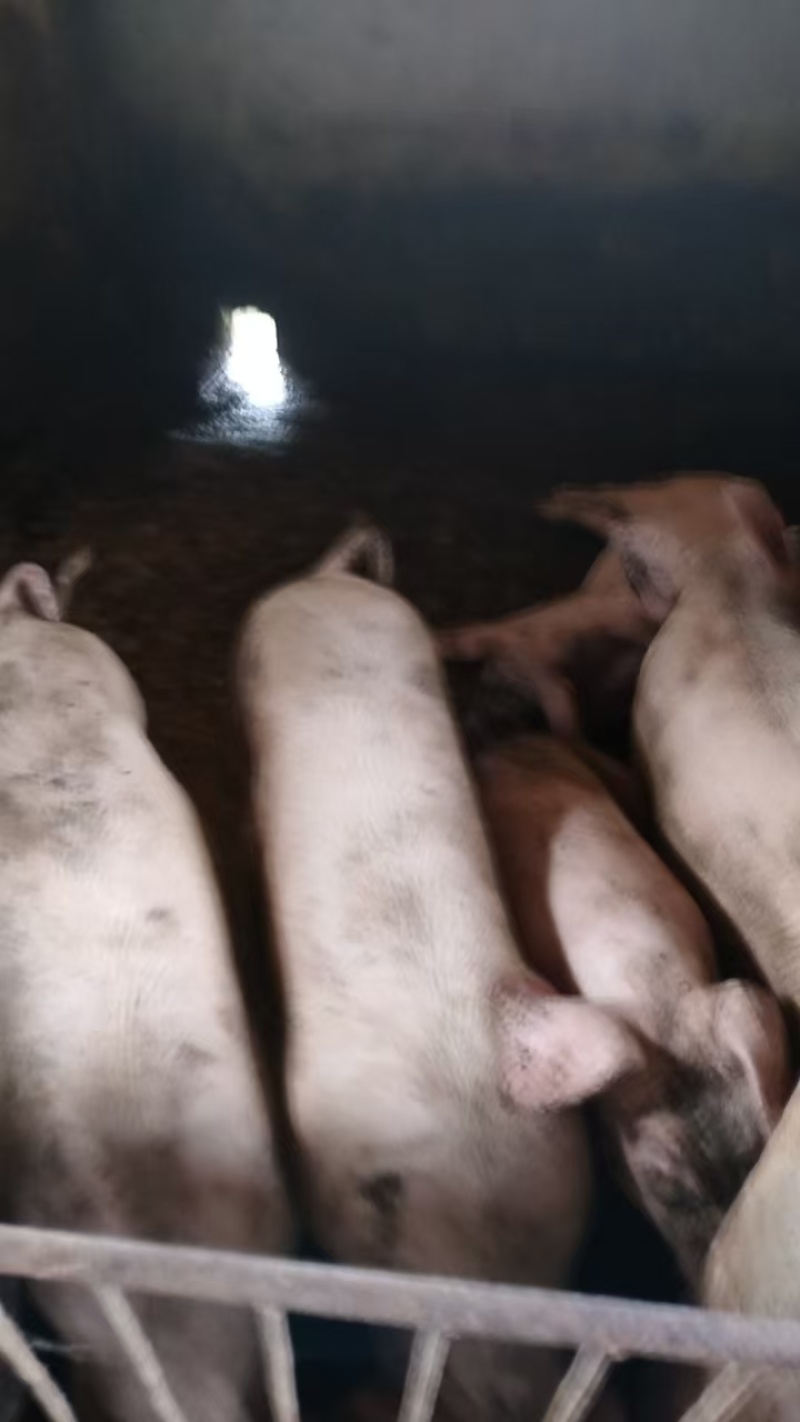 供应二元母猪本地白毛母猪育肥猪怀化洪江有意向沟通价格